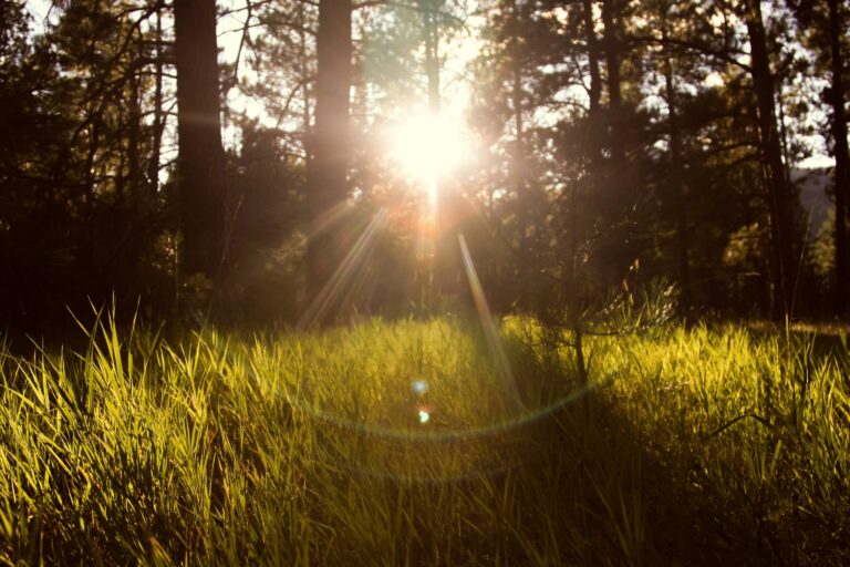 NAD+, circadian rhythm and cardiac ageing study