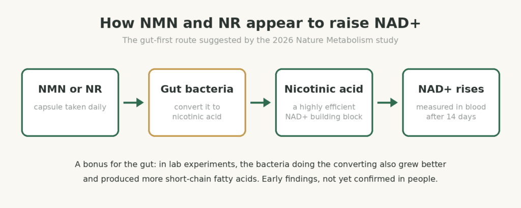 Diagram of NMN and NR being converted by gut bacteria into nicotinic acid, which raises blood NAD+